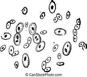 Yeast Illustrations and Clip Art. 1,213 Yeast royalty free