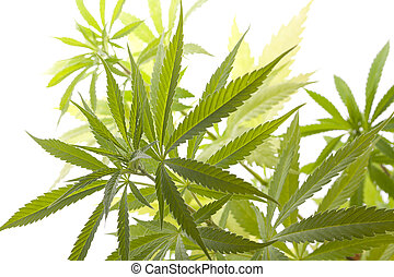 Dagga plant Stock Photos and Images. 170 Dagga plant pictures and ...