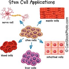 Stem cell Clipart Vector Graphics. 618 Stem cell EPS clip art vector ...