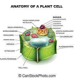 Clipart Vector of Plant cell structure, vector illustration (Helpful