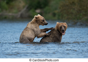 Brown bears Stock Photo Images. 22,087 Brown bears royalty free ...