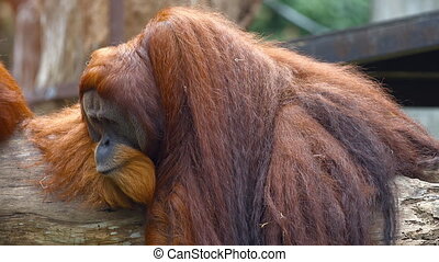 Mature orangutan lounges on a log at the zoo. full hd video. Mature  orangutan, with his characteristic red hair, lounges | CanStock