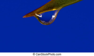 Slow Motion Of Water Drop Falling On Chroma Key Blue Green Screen Background