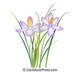 Crocus Clipart and Stock Illustrations. 1,819 Crocus vector EPS ...