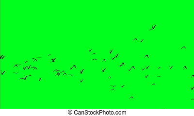 Flock of birds on green screen. | CanStock