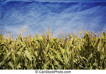 Corn field Clipart and Stock Illustrations. 6,222 Corn field vector EPS