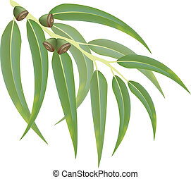 Eucalyptus Illustrations and Clip Art. 425 Eucalyptus royalty free ...