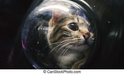 cat porthole backpack