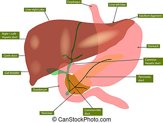 Pancreas Stock Photo Images. 5,005 Pancreas royalty free images and