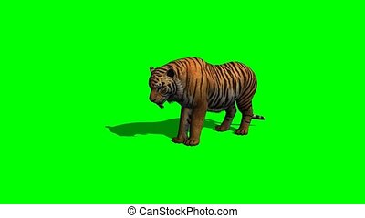 Tiger eats - green screen. Tiger eats on green screen. | CanStock