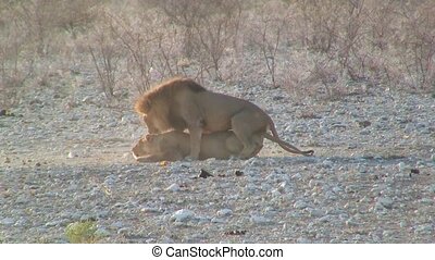 Two lions mating in etosha. Lion mating with lioness, male and female  breeding in etosha national park, namibia. | CanStock