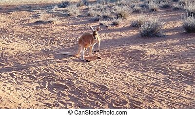 Kangaroo running in red desert. Slow motion of red kangaroo running on the  red sand of outback central australia at sunset. | CanStock