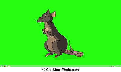 Brown rat crawls out and eats cheese animation chroma key. Brown rat crawls  out and eats cheese. animated looped motion | CanStock