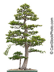 Ulme bonsai