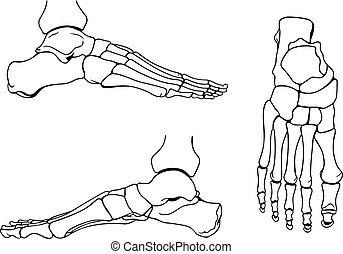 Foot Clipart and Stock Illustrations. 63,232 Foot vector EPS ...